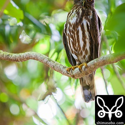 アオバズクのオス。ビー玉のような眼。