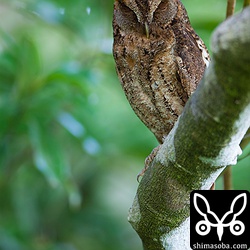 なかなかいい枝に止まっていました!!昼寝している訳じゃありません。細めをあけてこちらをうかがっています。