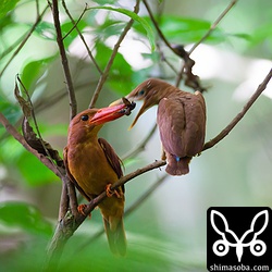 給餌の瞬間ですが、くらーい環境でシャッタースピードがあがらずでヒナの方がぶれぶれ。