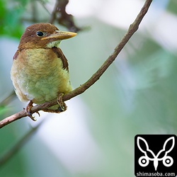 1時間ほど待っていると近くまでよってきてくれました!!