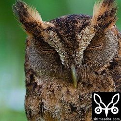 同じコノハズクのドアップ。