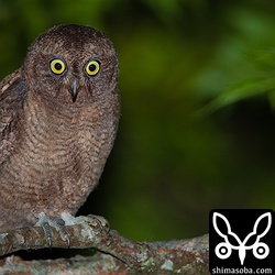 巣立ち後、しばらくたっているようで親とほとんど変わらない。