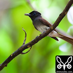 2時間ほどの観察でメスが5回ほど餌を運んできました。オスは、1度も姿を見せず。