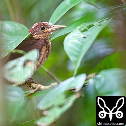 今朝巣立ったばかりだと思われるアカショウビンのヒナ。まだ、ピンフェザーがたくさん付いています。