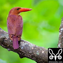 今日は、アカショウビンがたくさん観察できました。合計7羽。この時期には驚異的な多さ!!