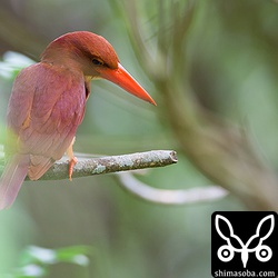 遅めの子育て中のアカショウビン。