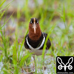 求愛もメスがします。さえずるメスのタマシギ。