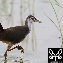 シロハラクイナ。