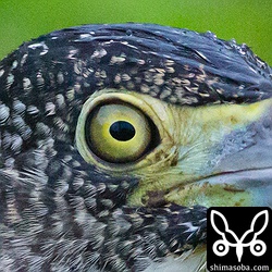 ISO25600!! 夢の2万越え!! A3ノビいけます!!100%クロップ。