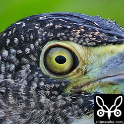 ISO3200。 5D Mark II よりいい。100%クロップ。