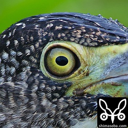 ISO100。5DMark II よりさらに滑らかなグラデーション!!100%クロップ。