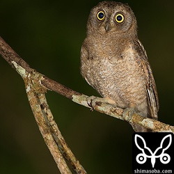 このコノハズクを撮影中に、スレーブのスピードライトがひっくり返って破損 ^^;