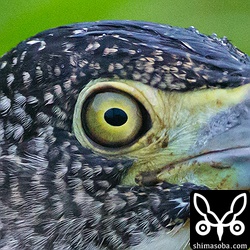 ISO12800。一万越えです。100%クロップ。