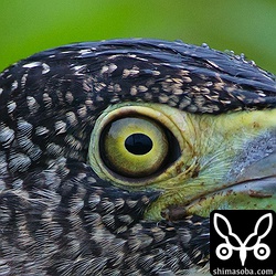 ISO1600。 すごいなー。100%クロップ。