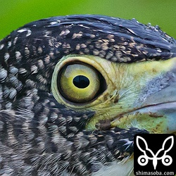 ISO6400。3200以上は使ったことなかったけど、1D XならA1プリントいけますねー。100%クロップ。