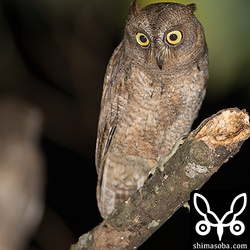 すでに、親鳥と見分けがつかないぐらい大きく成長しています。