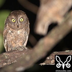 手前にぼけて写るコノハズクと同腹。