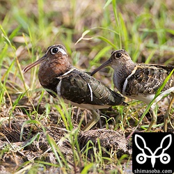 産座につれられるオスのタマシギ。