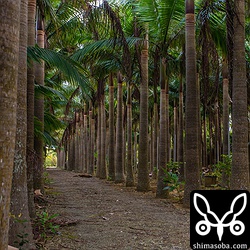 端まで120メートルはあろうかというヤエヤマヤシの小径。この奥にカフェができる予定だそうです。