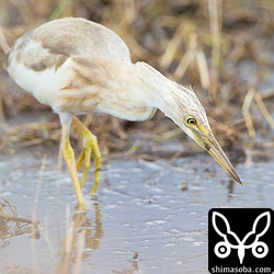 このジャワアカガシラサギは、人を恐れないのかずんずん寄ってくる…。