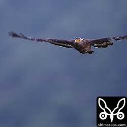 於茂登連山を背にカンムリワシ。