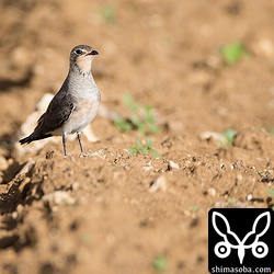 暑くて大気がゆらいでます。^^;