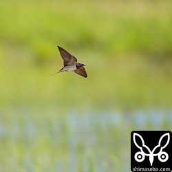 強めの風が吹いてくれないと撮れないよー。