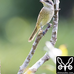 シャッター音に気付きすこし緊張。