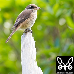 近距離ですが、こちらに気付いていないのでリラックス。