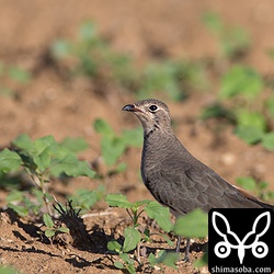 冬羽に模様替え。