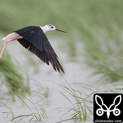 セイタカシギは元気に餌探し。