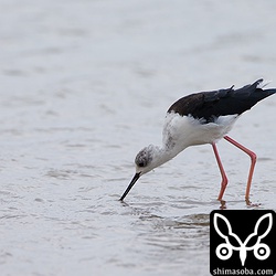 数十羽で群れるセイタカシギ。