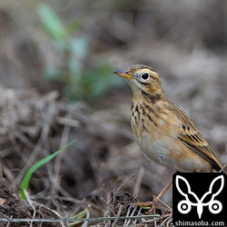 フォーカスレンジより近づく妙に人馴れしたマミジロタヒバリ。