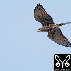サシバの成鳥。