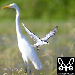 Extender EF2×IIIで中央のみのAFむつかしー。