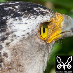 Extender EF×2IIIの100%クロップ。1D XのAFがf8に対応したので1200mmf8のオートフォーカスが使えます。^^