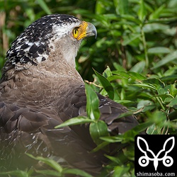 ため池に突撃するカンムリワシの成鳥。