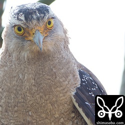 Extender EF×2IIIはよくできています。逆光の悪条件でもこの描写!!