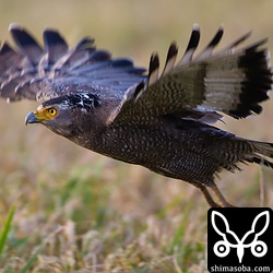 ノートリミング。画角に目一杯にはいって大迫力!!