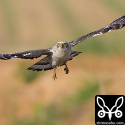 こちらもノートリミング。ロクヨンと2倍のエクステンダだと画面いっぱいにカンムリワシ。^^;