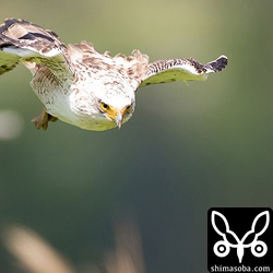 幼鳥の急降下!!