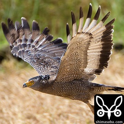 稲刈り後で、獲物探し。