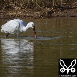 ため池で餌探し。