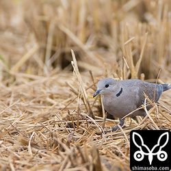 ベニバトのメス。