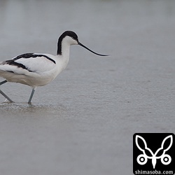 相変わらず同じ田んぼにアボセット。