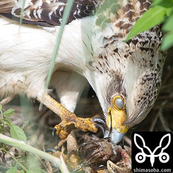 カニを捕まえた!!こんな近くでカニを捕るのを初めて見たんだけど、巣穴から僅かに顔を出すカニに死角から飛びかかり、巣穴に足を突っ込んでた!!目を守るための瞬膜を閉じてます。