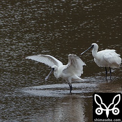手前、翼に黒い模様が入るので幼鳥。