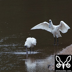 奥、翼が真っ白なので成鳥。