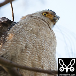 カンムリワシまで、ほんの数メートル。