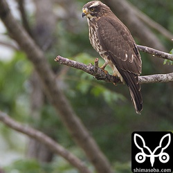 公園内にすみついたサシバ。